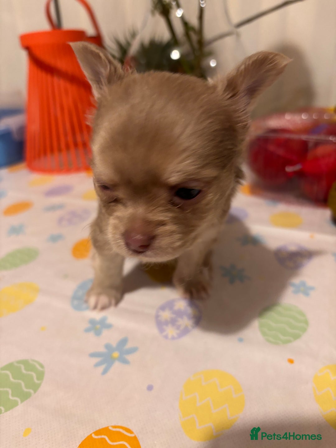 Chihuahua dogs for sale: Beautiful mink lilac chihuahua puppy - Image 8