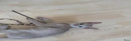 Abyssinian cats for sale: Abyssinian Kitten in Enfield - Advert 8