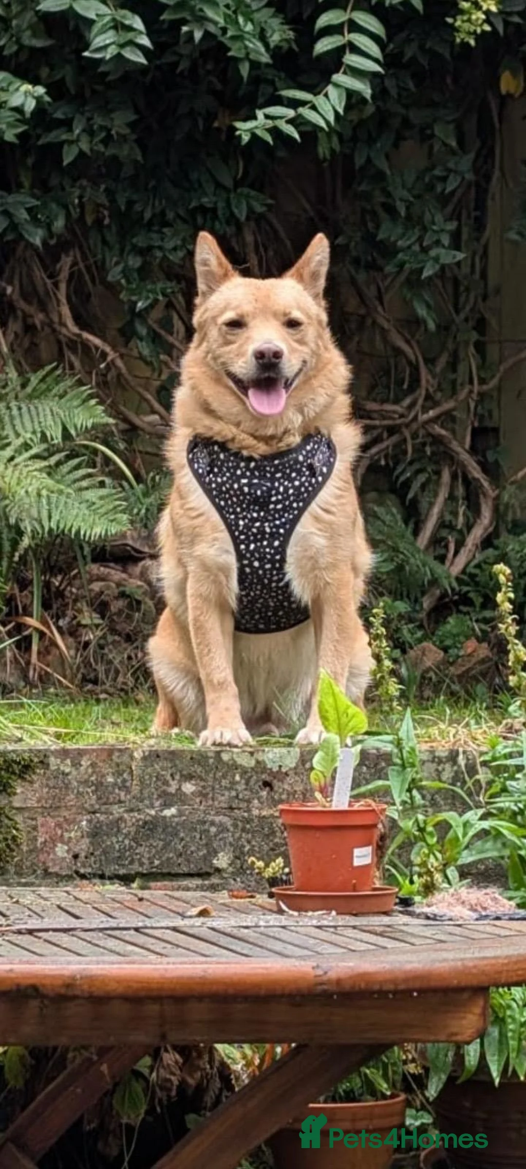 Mixed Breed dogs for adoption: 💙🐶 REGGIE – A HAPPY, LOVING BOY in Lewes - Advert 2