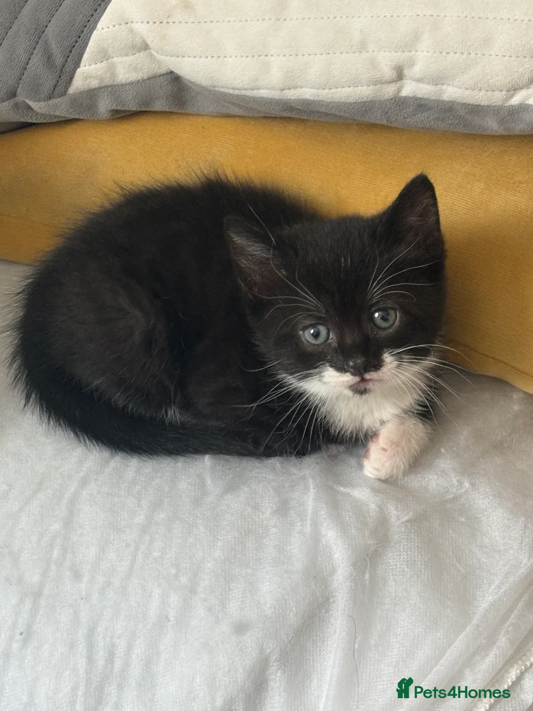 Domestic Shorthair cats for sale: Beautiful kittens for sale  in Pontefract - Advert 2