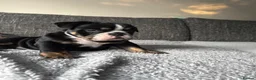 Olde English Bulldogge dogs for sale: STUNNING RARE OLD ENGLISH BULLDOG PUPS - Advert 2