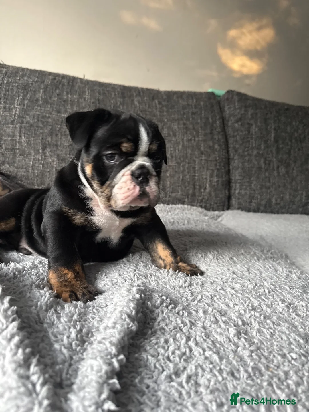 Olde English Bulldogge dogs for sale: STUNNING RARE OLD ENGLISH BULLDOG PUPS - Advert 2