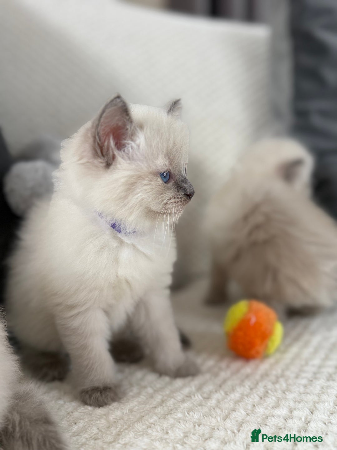 Ragdoll cats for sale: Stunning Bluepoint Ragdoll Kittens for sale - Image 27