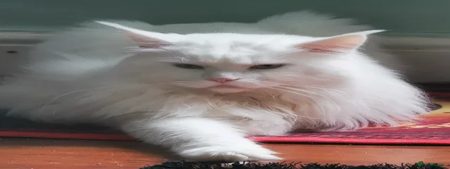 Yeti