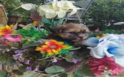 Yorkshire Terrier dogs for sale: Yorkshire Tarrie Puppies - Image 3