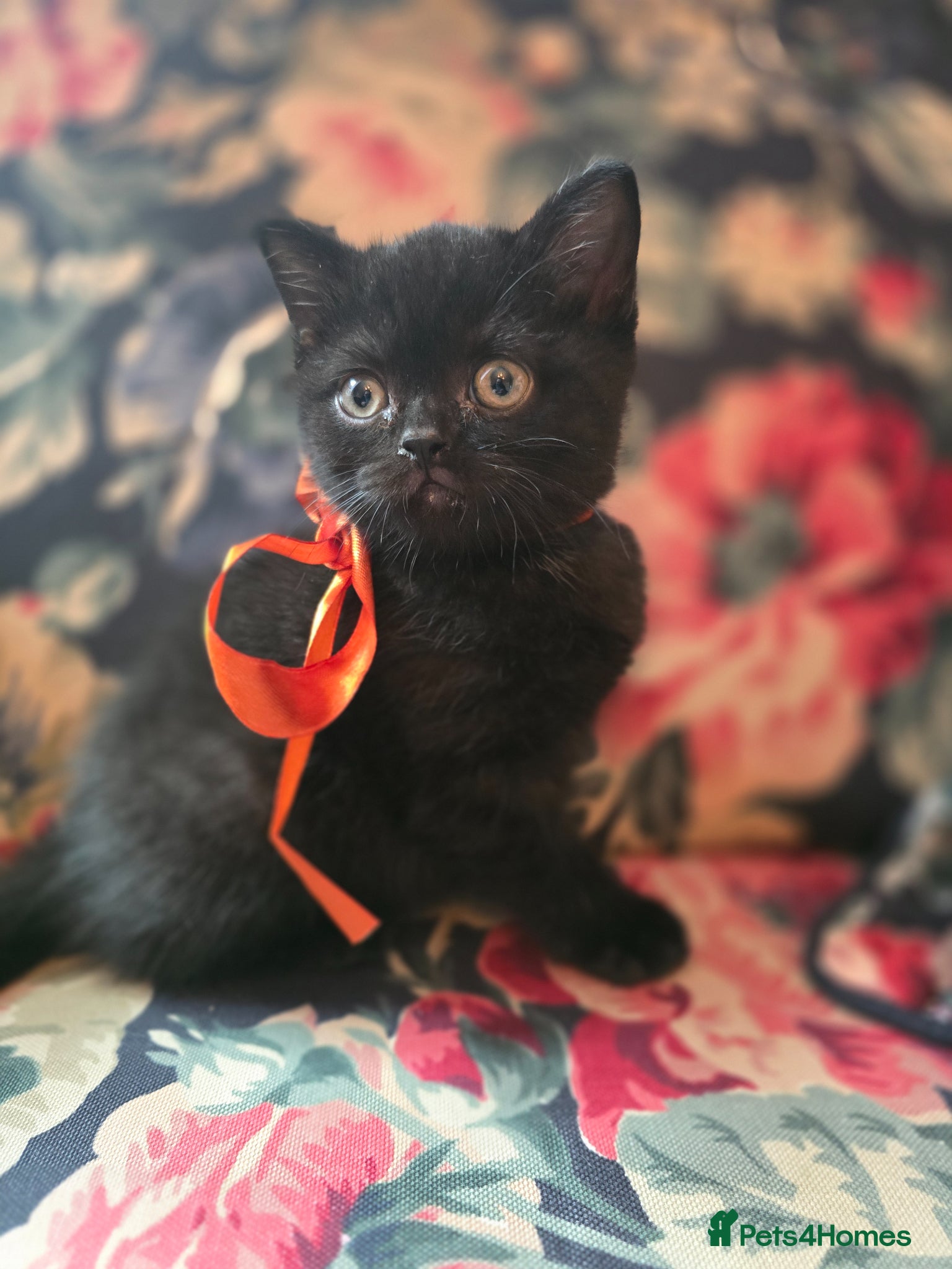 British Shorthair cats Beautiful kittens looking forever home 🏡 😍  - Advert 12