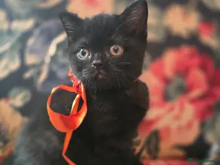 British Shorthair cats Beautiful kittens looking forever home 🏡 😍 - Advert 12