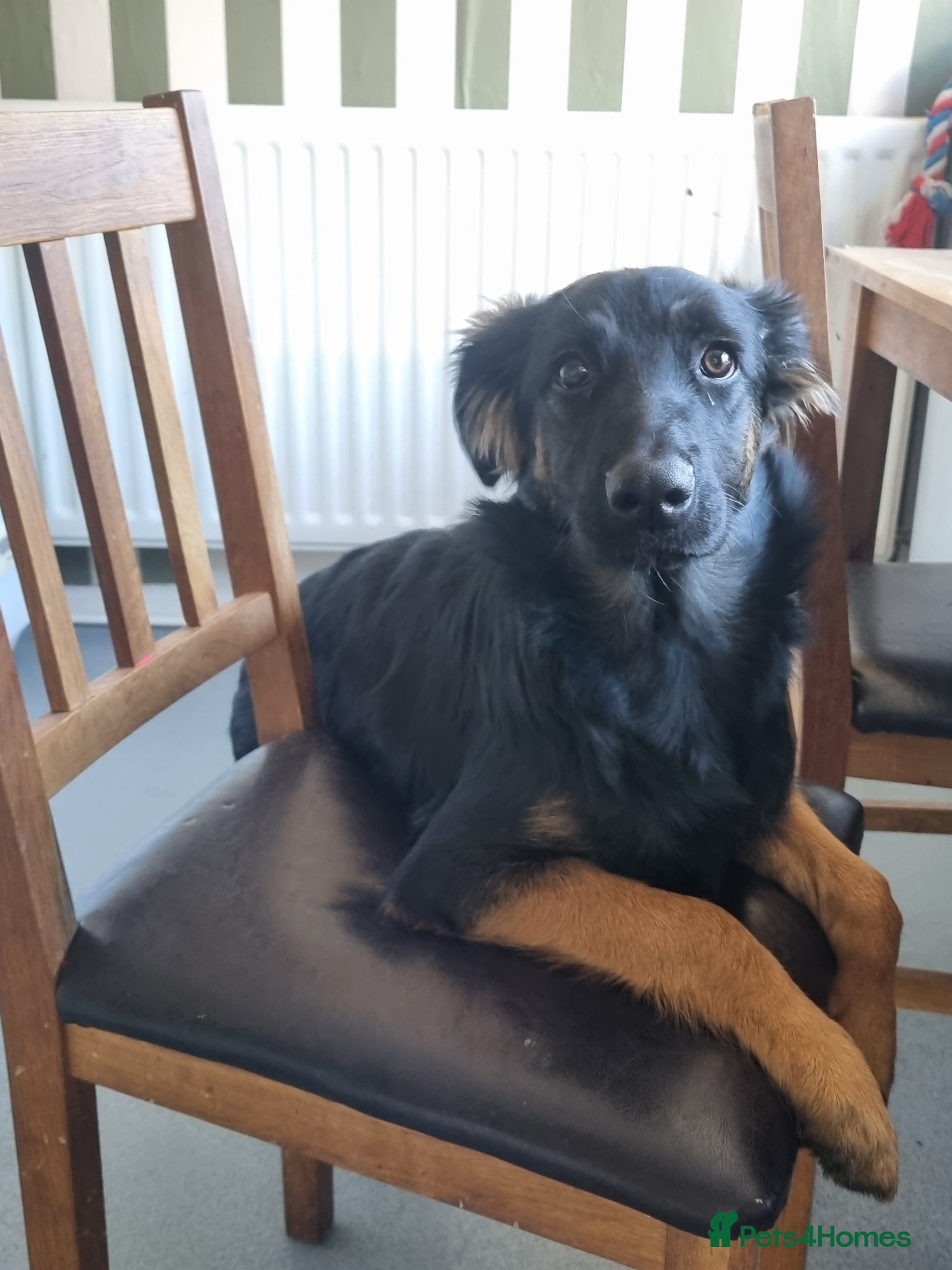 Sheprador dogs for sale: 2 Female dogs - Advert 4
