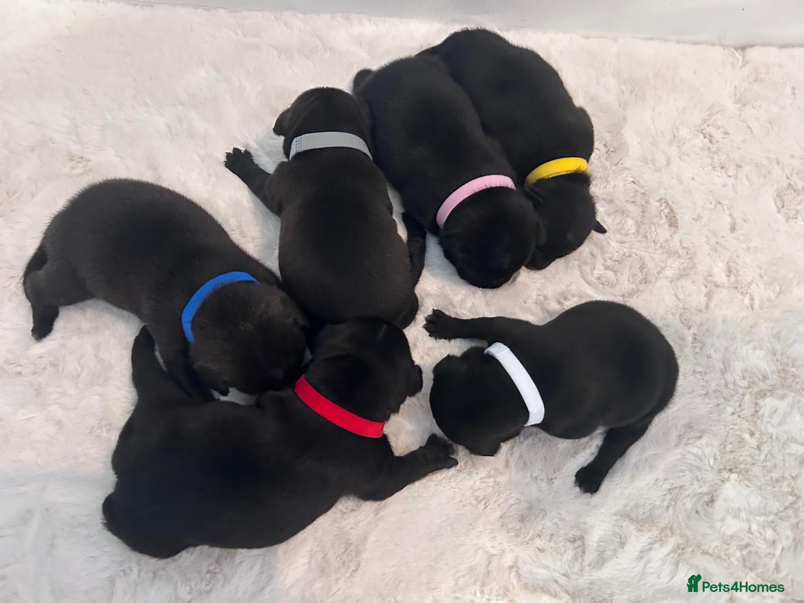 Staffordshire Bull Terrier dogs Staffordshire bull terrier 5 girls 1 boy left - Advert 1