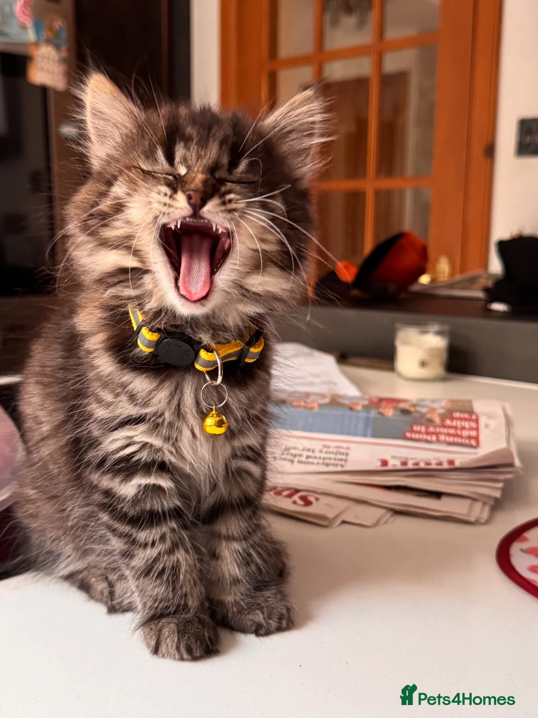Mixed Breed cats for sale: Maincoon x in Aberdeen - Advert 7