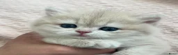 British Shorthair cats for sale: Stunning Golden Kittens  in Chesterfield - Advert 7