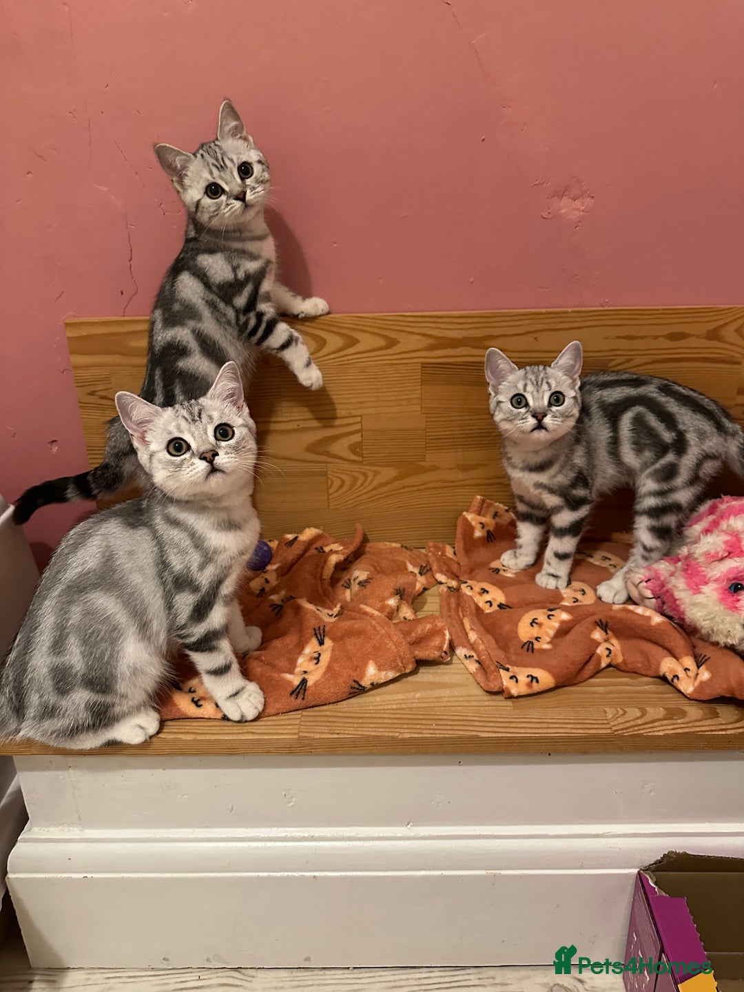 British Shorthair cats for sale: Silver Tabby BSH GCCF registered Kittens - Image 17