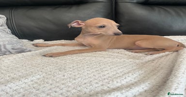 Italian Greyhound dogs - Advert 2