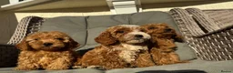 Cockapoo dogs for sale: F1 pra clear Cockapoos (council licensed) - Advert 3