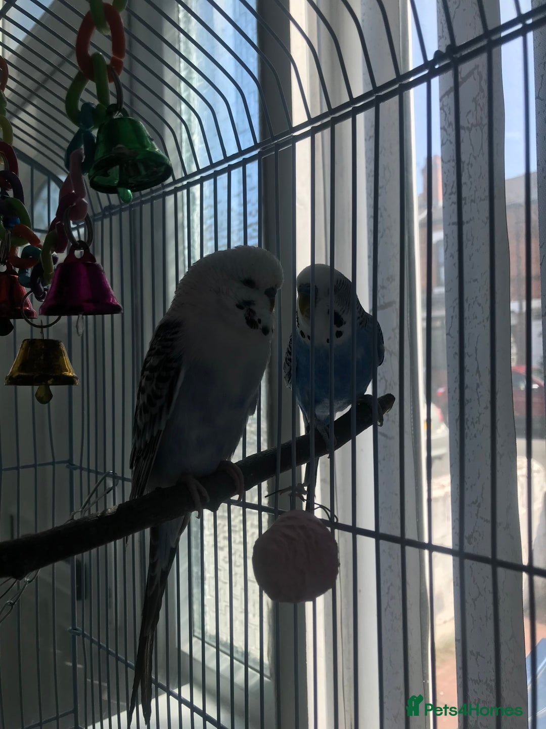 Budgerigars birds for sale: Two budgies for sale - Advert 1