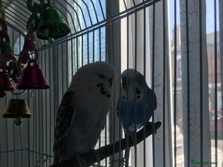 Budgerigars birds Two budgies for sale - Advert 1