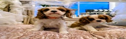 Cavalier King Charles Spaniel dogs for sale: Exquisite Lady KC reg Cavalier King Charles - Advert 7
