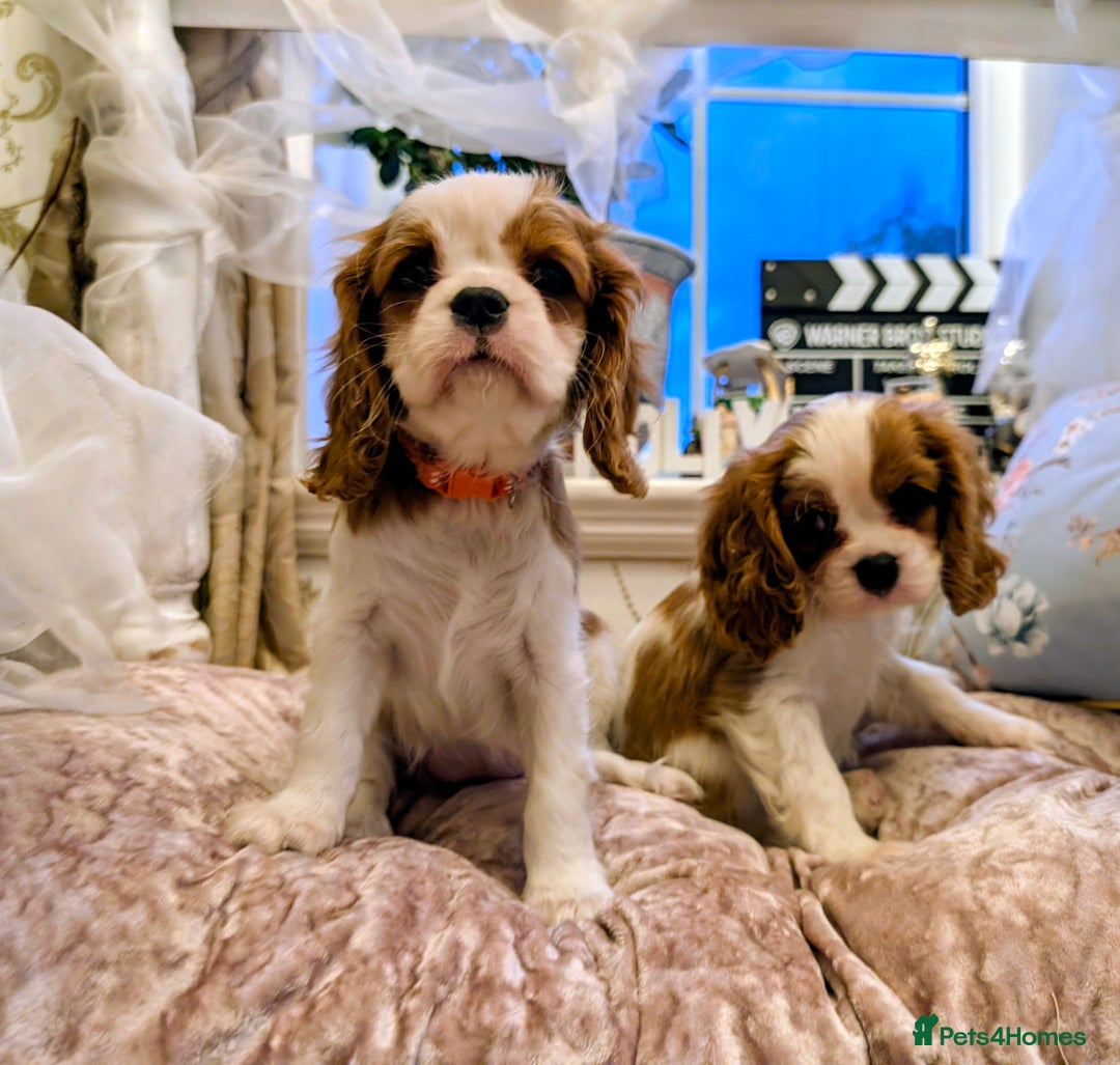 Cavalier King Charles Spaniel dogs for sale: Exquisite Lady KC reg Cavalier King Charles - Advert 7