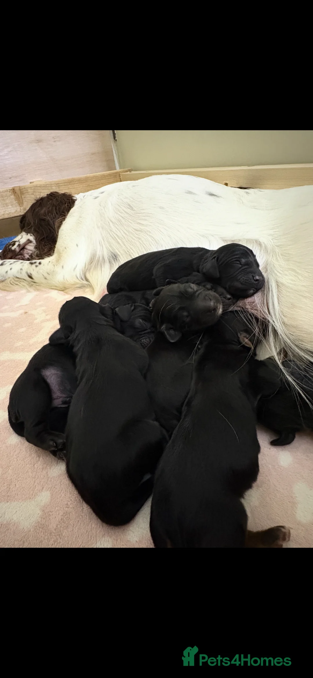 Sprocker dogs for sale: Beautiful sprockers in Fareham - Advert 2