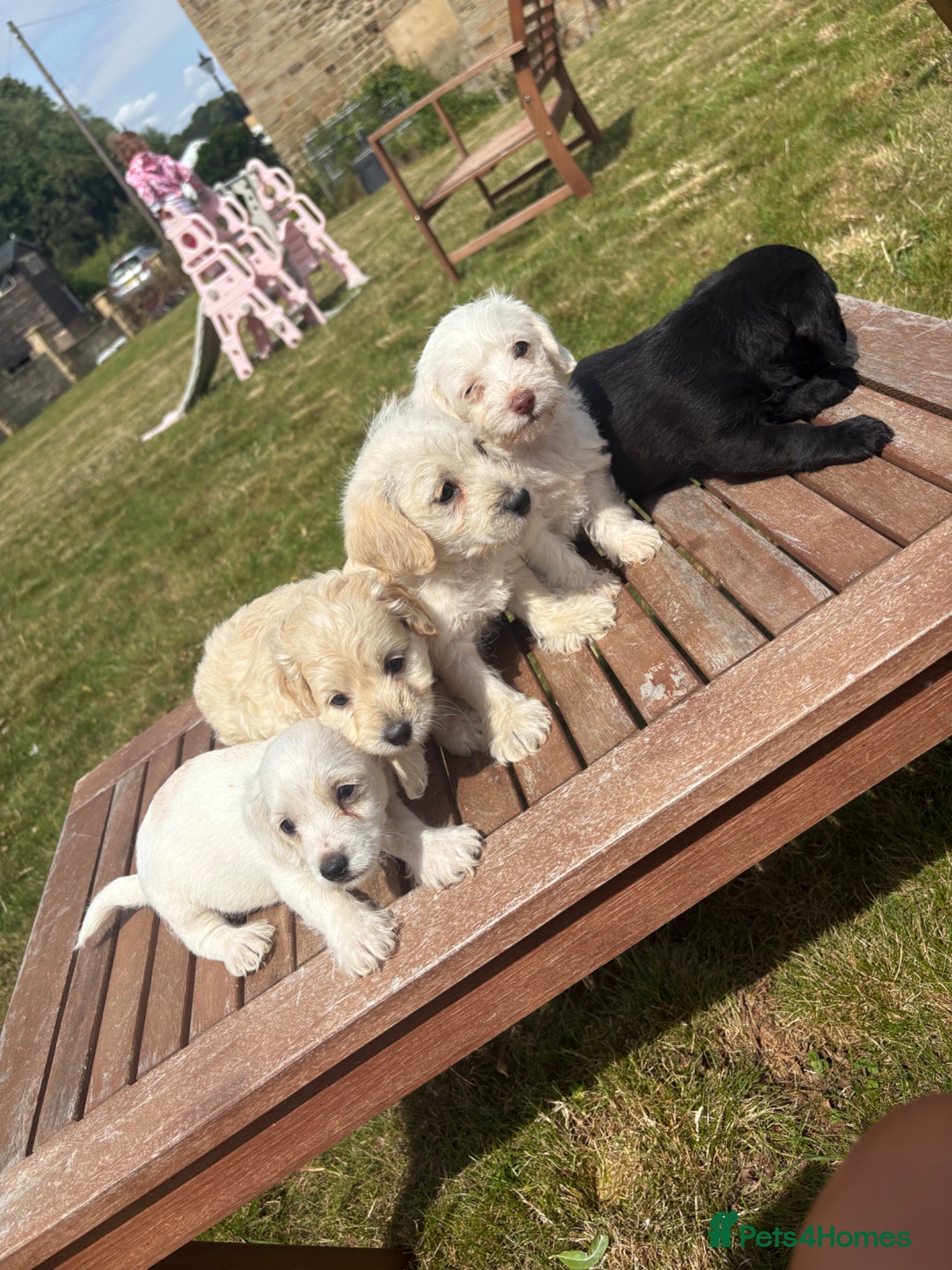 Doxiepoo dogs Doxiepoo puppies  - Advert 1