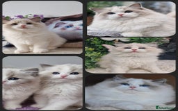 Ragdoll cats for sale: 🩷✨️WAITING LIST ExclusiveKittens💖 TICA🏆cattery - Advert 30