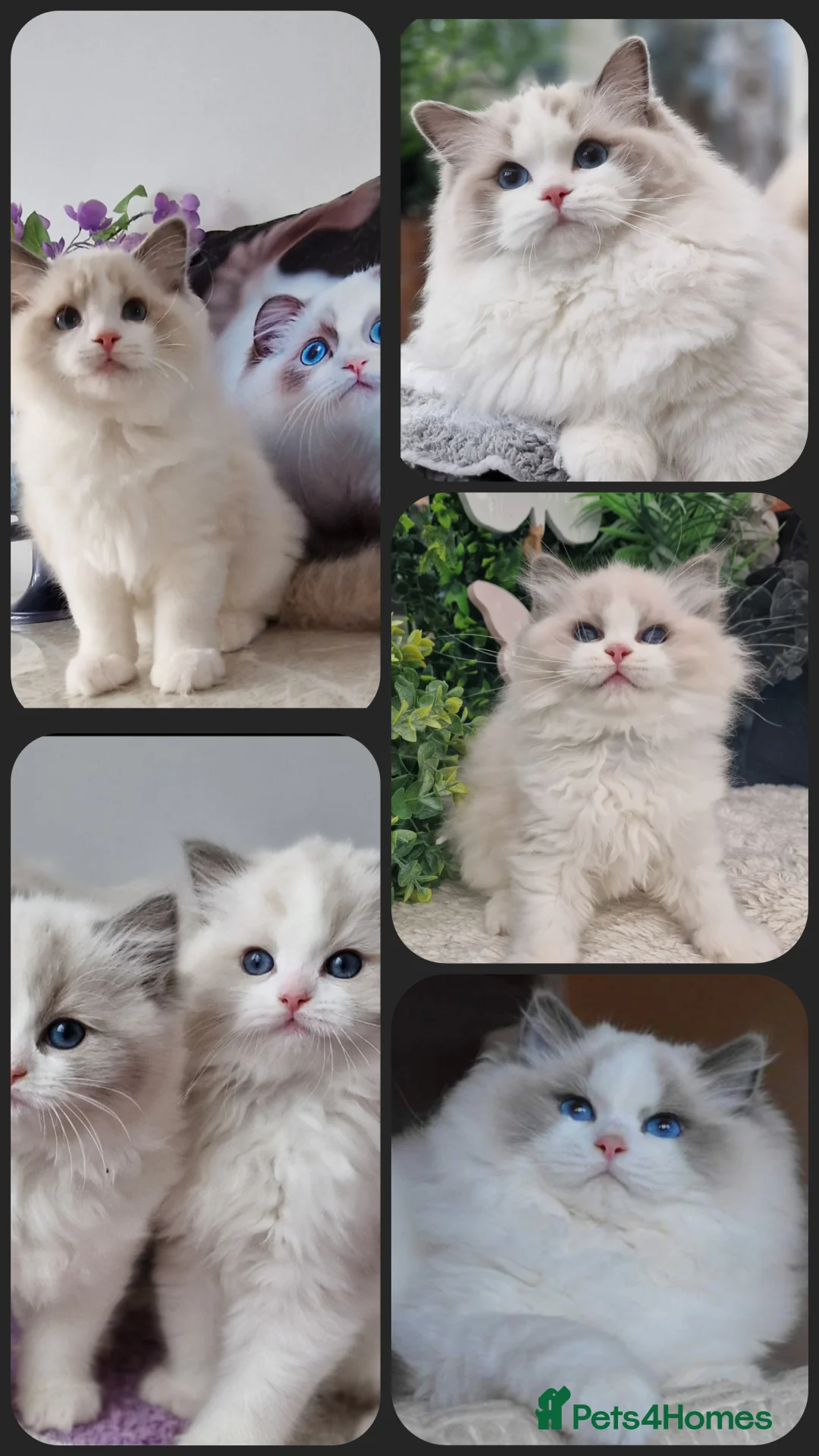 Ragdoll cats for sale: 🎀✨️Exclusive top quality kittens🎀 from🏆lines✨️ - Advert 25