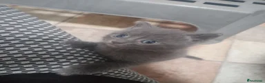 Domestic cat mixed