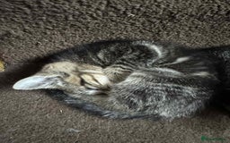 Mixed Breed cats for sale: Adorable Mixed Breed Kitten for Sale! - Image 4