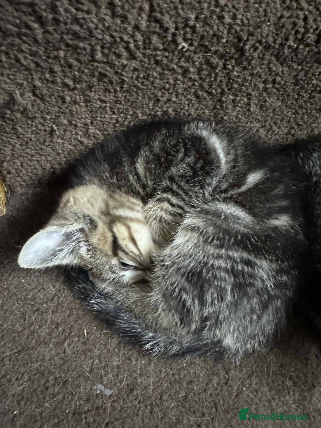 Mixed Breed cats for sale: Adorable Mixed Breed Kitten for Sale! - Image 4
