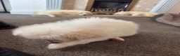 German Shepherd dogs for sale: Straight Back White German Shepherd Pups 🐶 🐕  - Advert 21