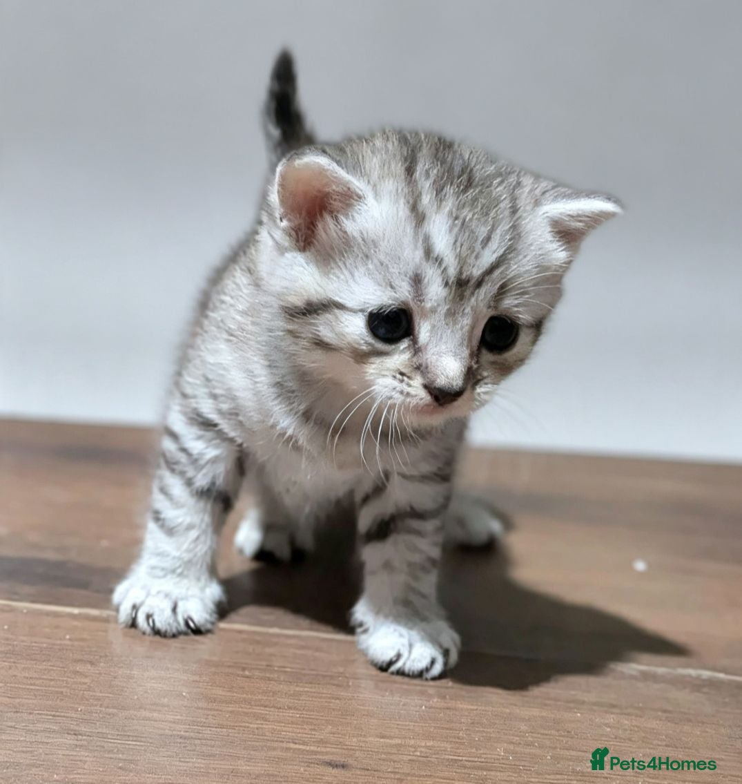 British Shorthair cats Adorable Silver Tabby Kittens 2 boys - Advert 4