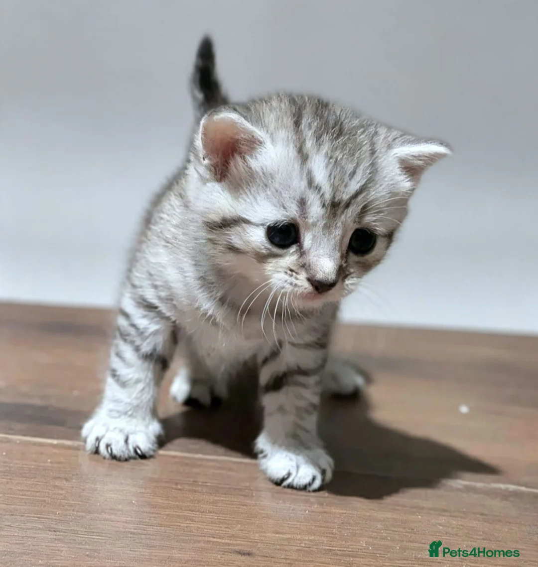 British Shorthair cats for sale: Adorable Silver Tabby Kittens 2 boys in Accrington - Advert 1
