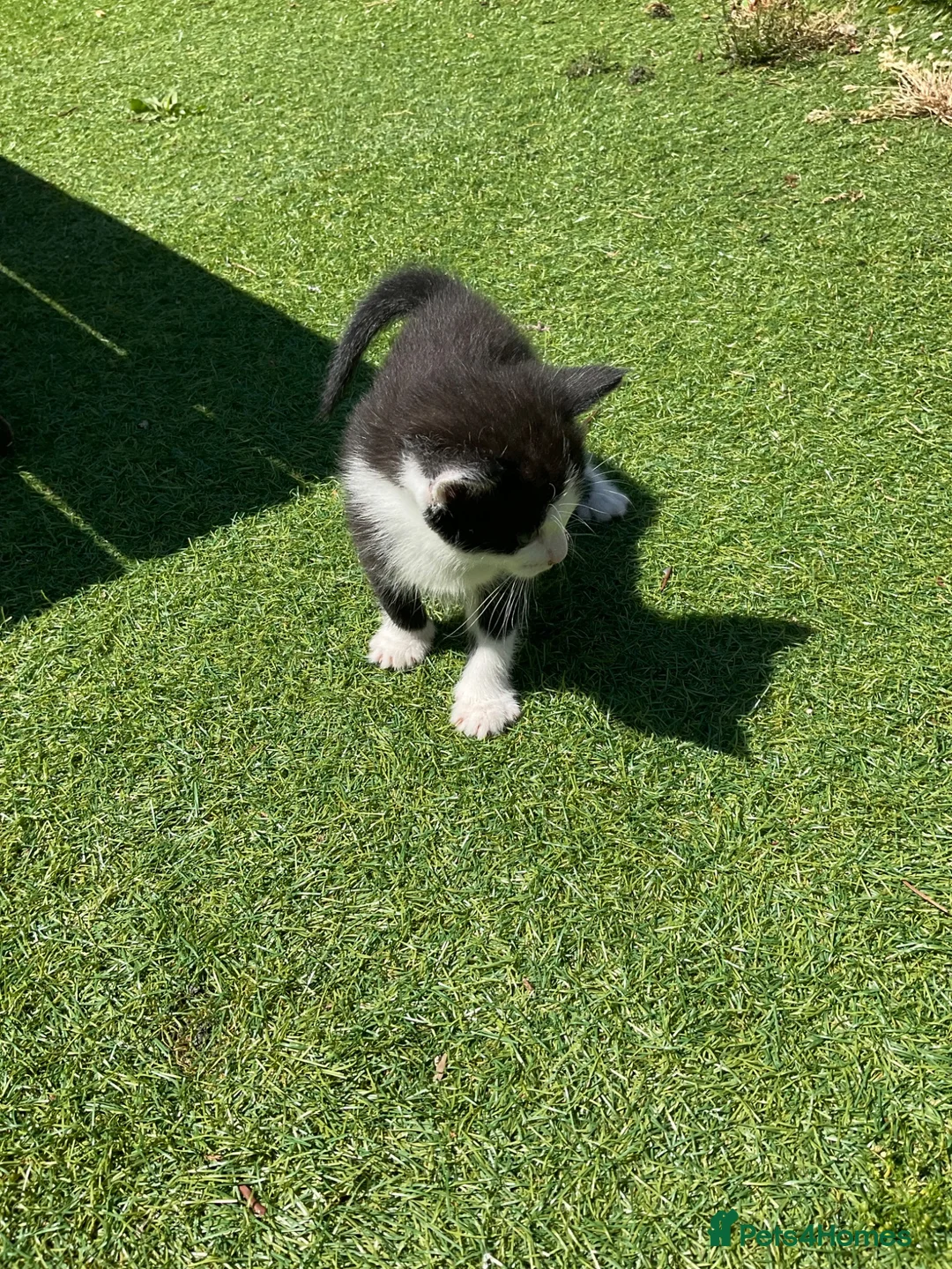 Mixed Breed cats for sale: kittens for sale in Wakefield - Advert 4
