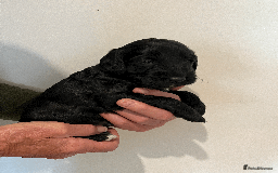 Cockapoo dogs for sale: cockapoo F1 - Image 6