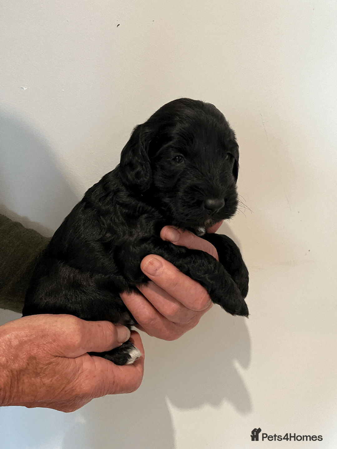 Cockapoo dogs for sale: cockapoo F1 - Image 6