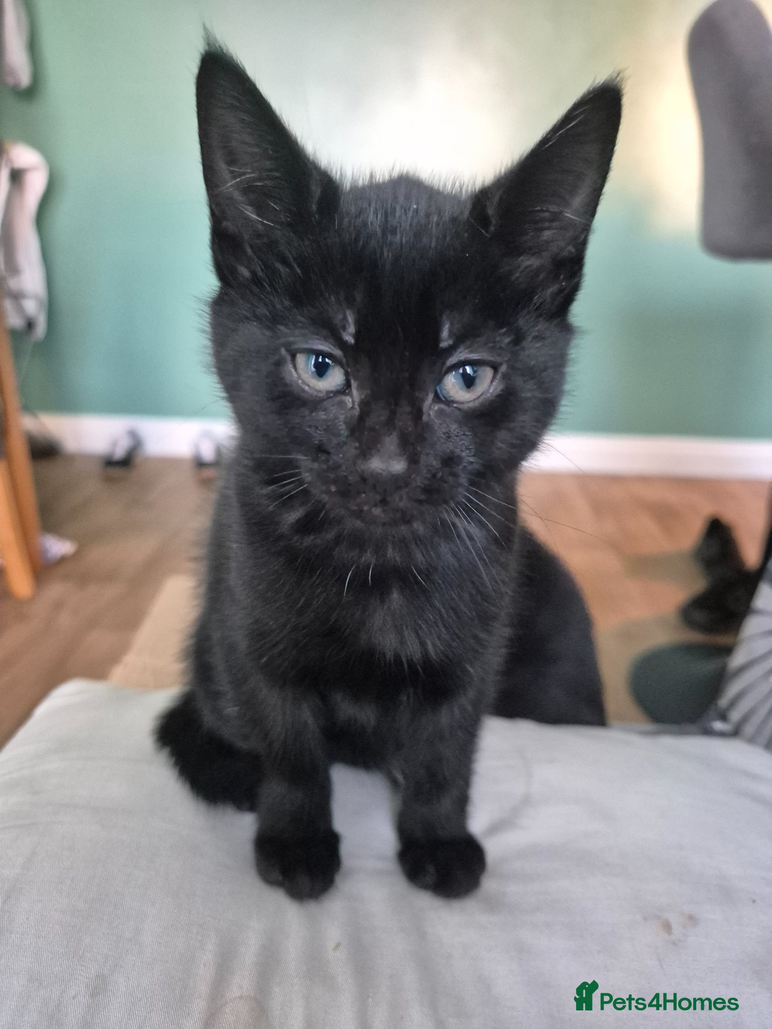 Mixed Breed cats Black kitten - Advert 3