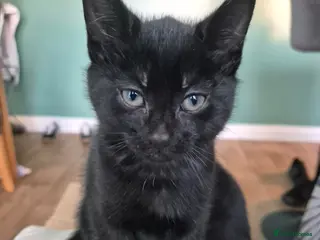 Mixed Breed cats Black kitten - Advert 3