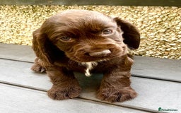 Cocker Spaniel dogs for sale: Working Cocker Spaniels. - Image 14