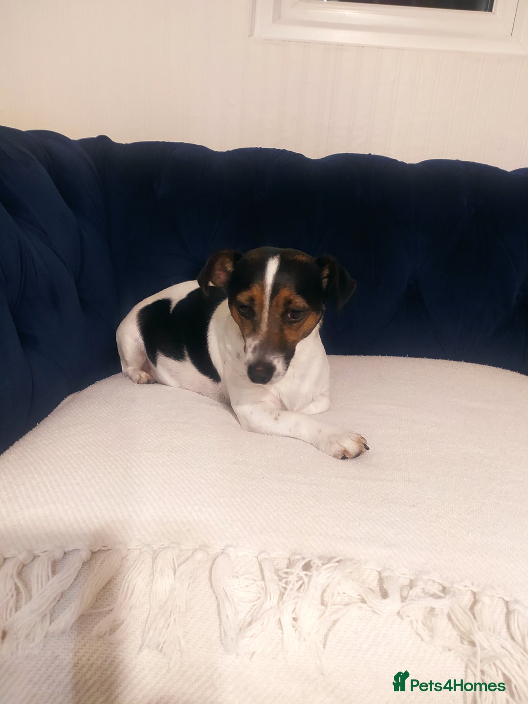 Jack Russell dogs for sale: Jack Russell  - Advert 5
