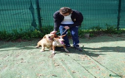 Basset Fauve De Bretagne dogs for adoption: Howie  - Image 10