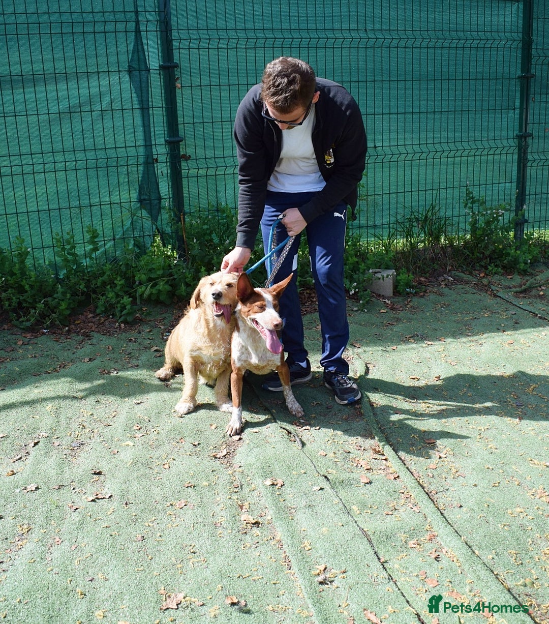 Basset Fauve De Bretagne dogs for adoption: Howie  - Image 10