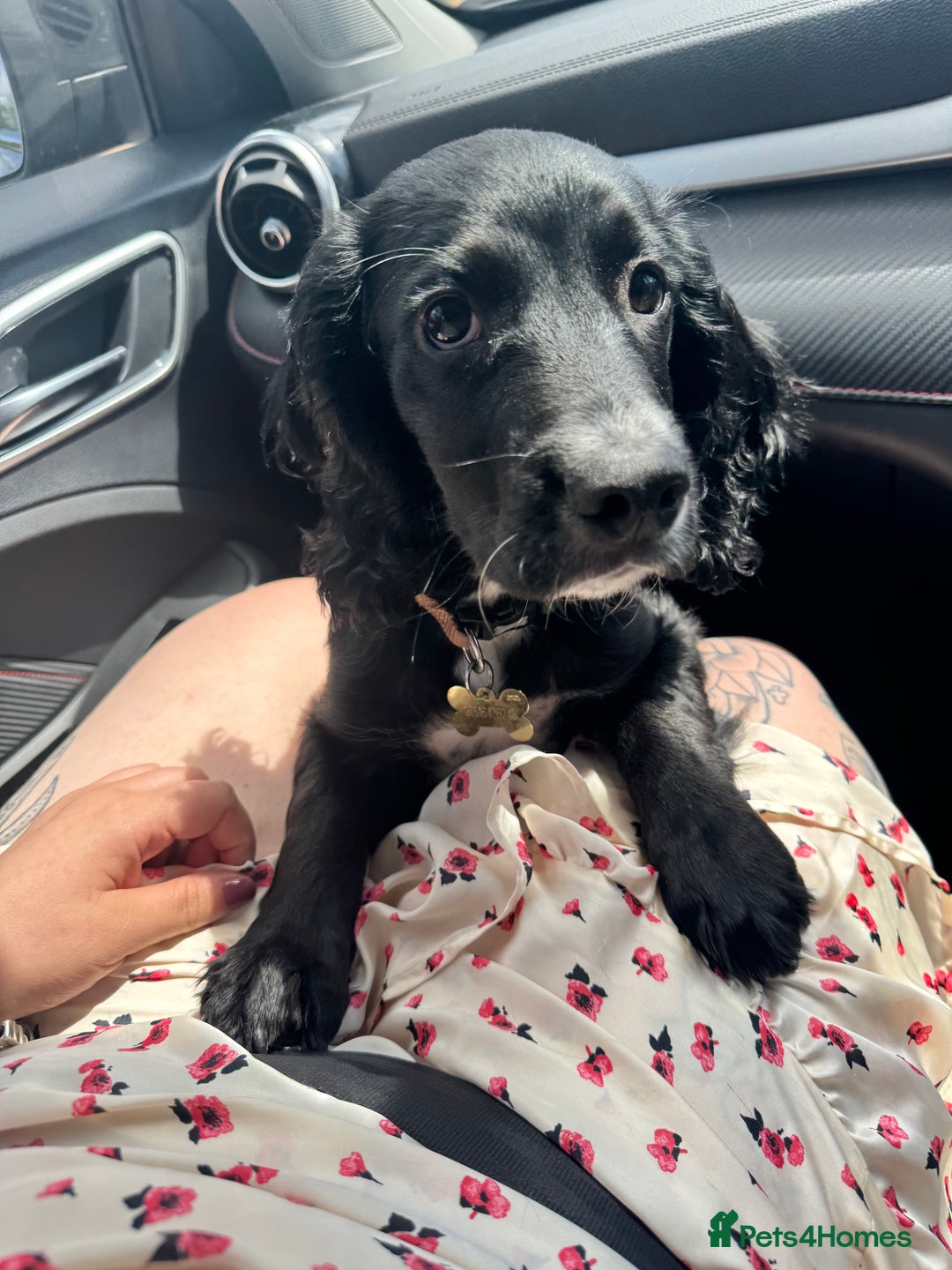 Cocker Spaniel dogs for sale:  6 month old Cocker spaniel (Albie) - Image 7