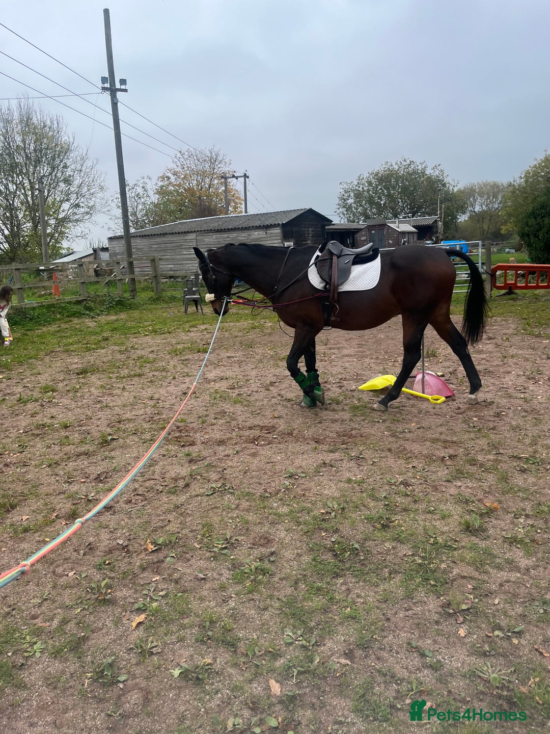 Riding pony horses for sale: British riding pony  - Image 2