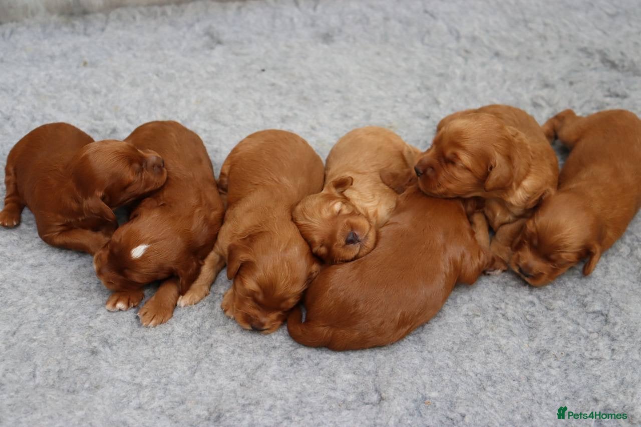 Cockapoo dogs for sale: Stunning F1 puppies Champions Bloodlines  - Advert 9