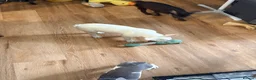 French Bulldog dogs for sale: REDUCED..FRENCH BULLDOG PUPPIES FOR SALE in London - Advert 7