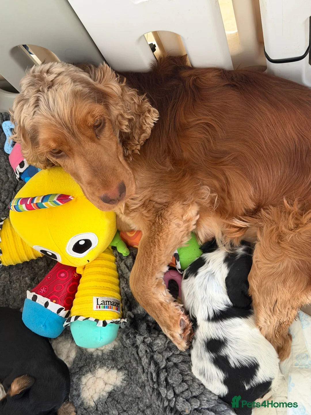 Cocker Spaniel dogs for sale: Show type English cocker spaniel puppies  - Advert 1