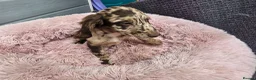 Cockapoo dogs for sale: Generation cockerpoo puppies ready now  - Advert 18