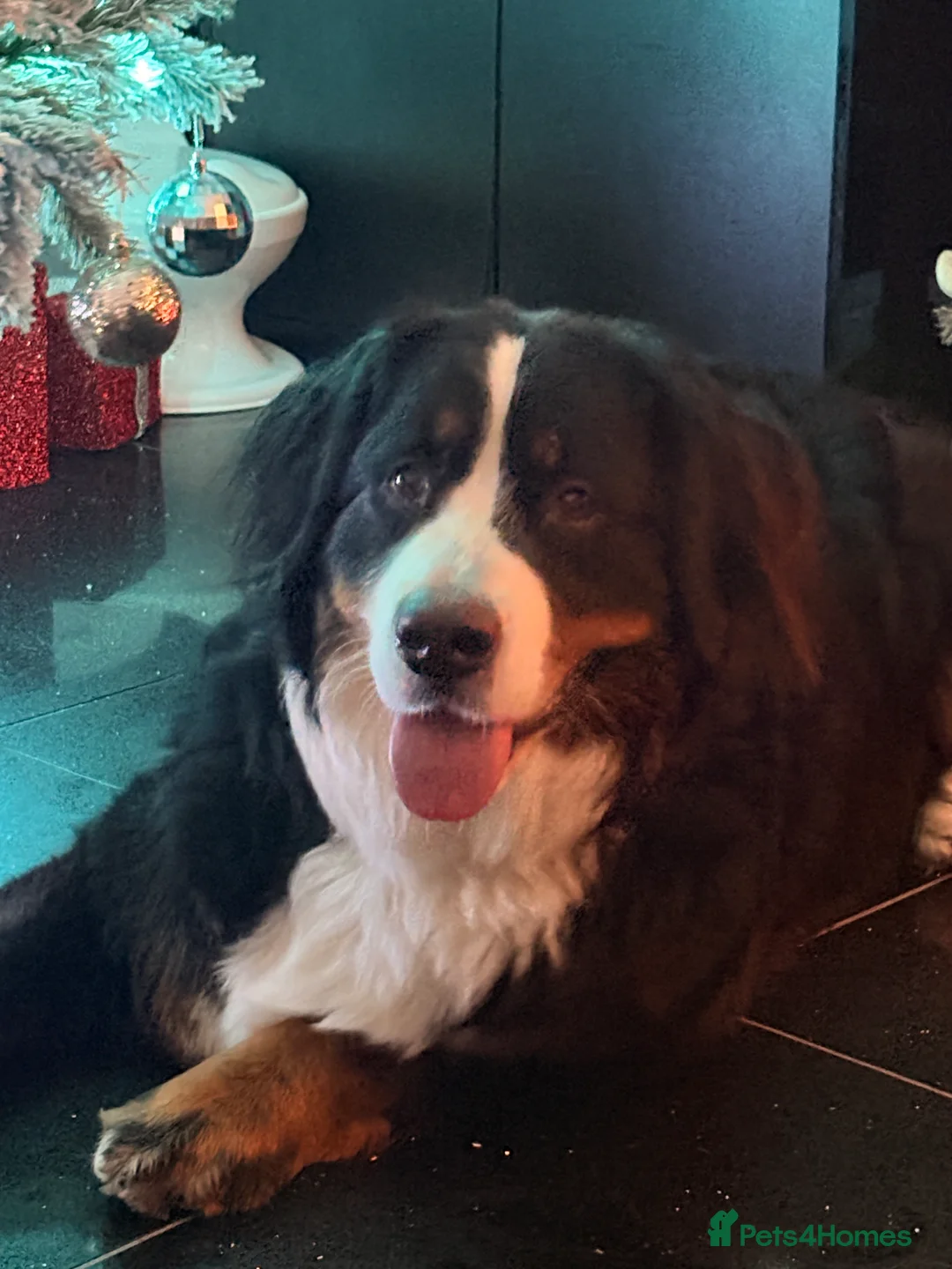 Bernese Mountain Dog dogs for sale: Gorgeous Bernese mountain dog female  - Advert 1