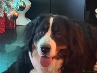 Bernese Mountain Dog dogs Gorgeous Bernese mountain dog female - Advert 1