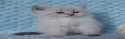 Siberian cats for sale: Pure Siberian Kittens For Sale  - Advert 5